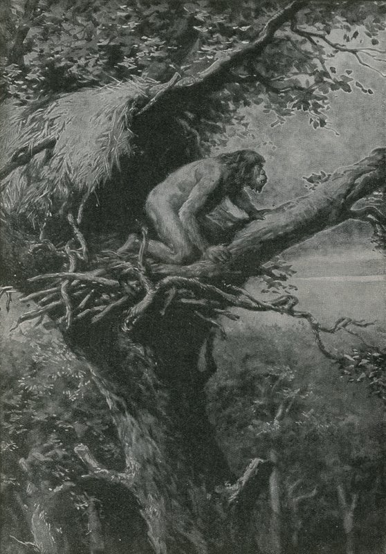 Probablement arboricole - English School