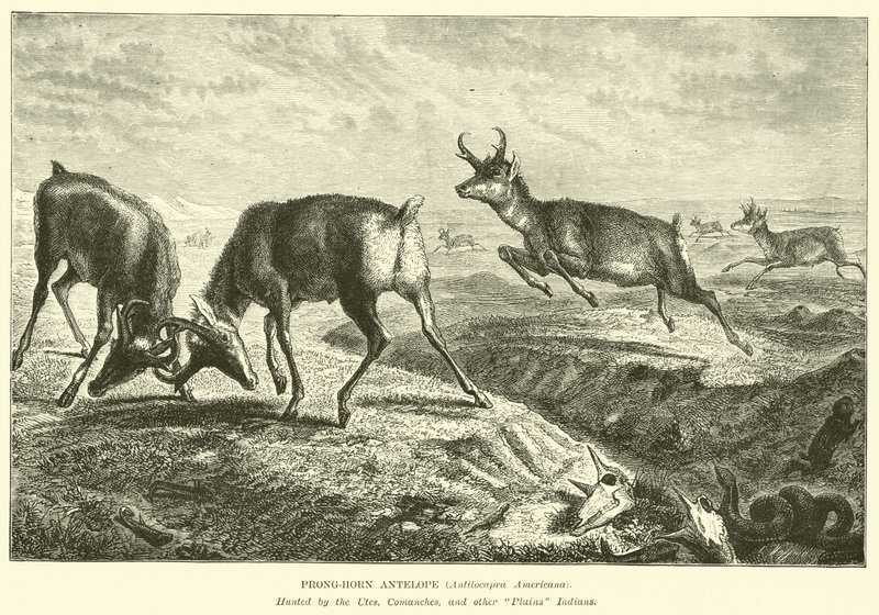 Antilope à pronghorn, Antilocapra Americana - English School