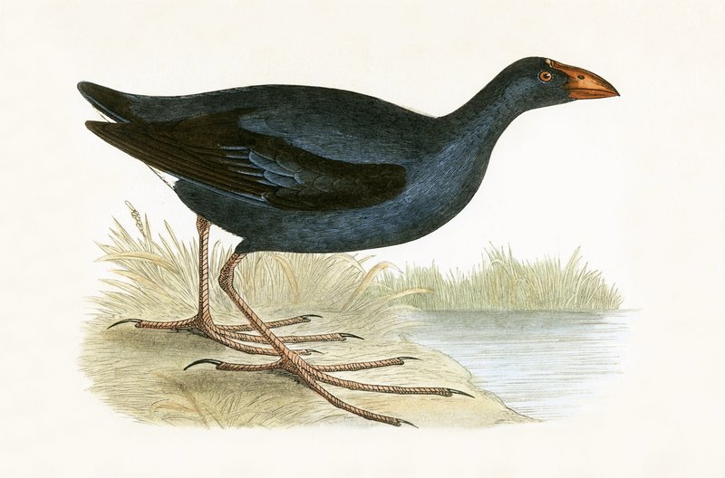 Gallinule pourpre, illustration de 
