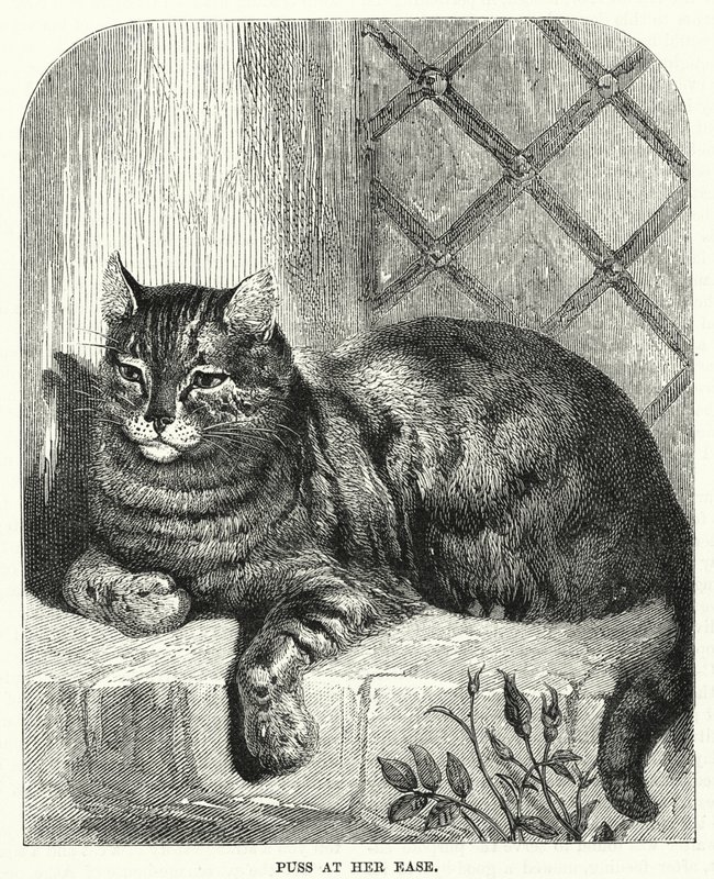 Le chat à son aise - English School