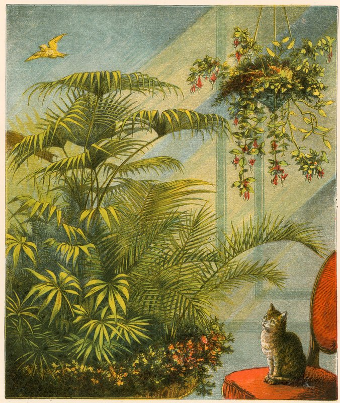 Pussy et Dicky, Chat et Canari - English School