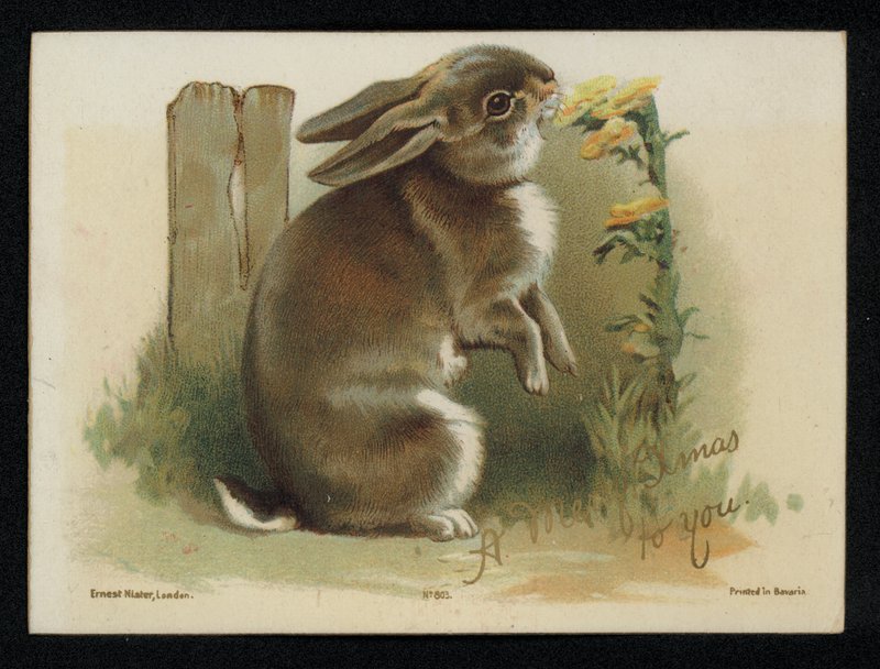 Lapin mangeant des fleurs jaunes, carte de vœux de Noël - English School