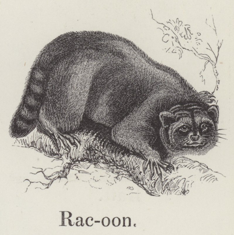 Raton laveur - English School