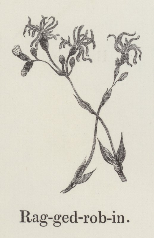 Lychnis - English School