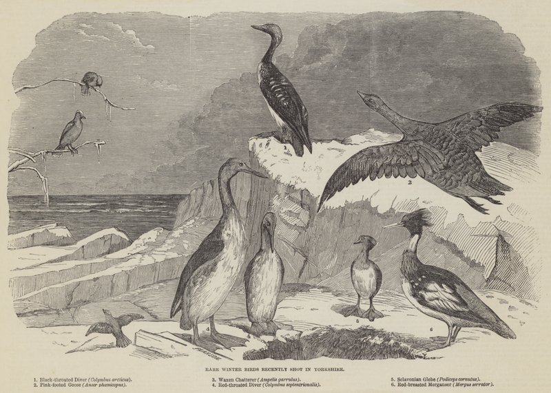 Oiseaux d