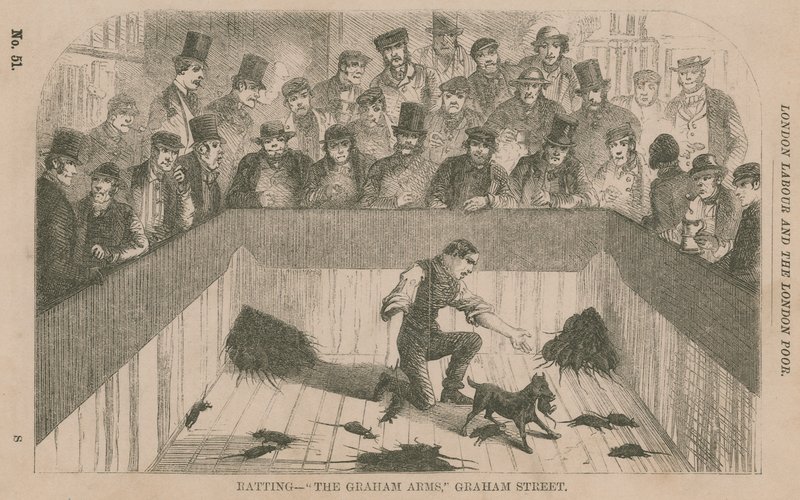 Chasse aux rats aux Graham Arms, Graham Street, Londres - English School