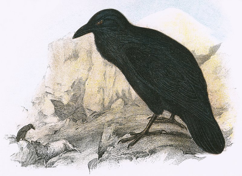 Corbeau - English School
