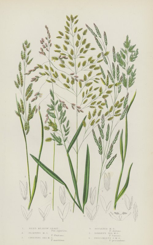 Herbe de prairie à roseaux, herbe de prairie flottante, herbe de prairie rampante, herbe de prairie réfléchie... (lithographie en couleur) - English School