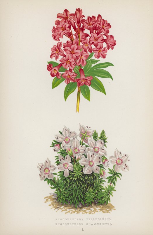 Rhododendron ferrugineux ; Rhododendron chamaecistus - English School