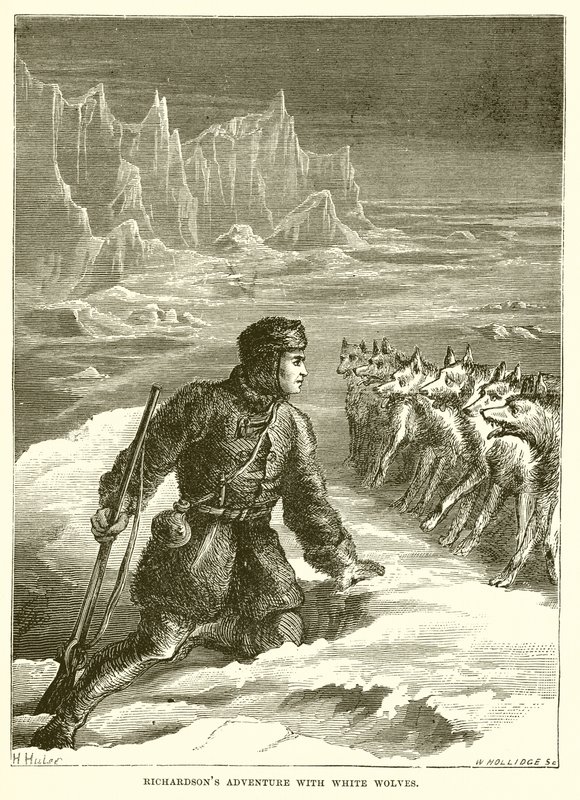 Aventure de Richardson avec des loups blancs - English School