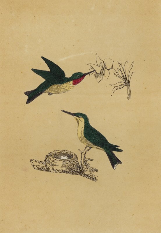 Colibri à gorge rubis - English School