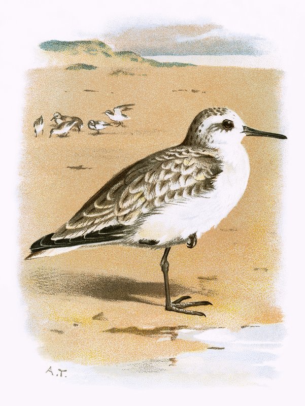 Bécasseau sanderling - English School