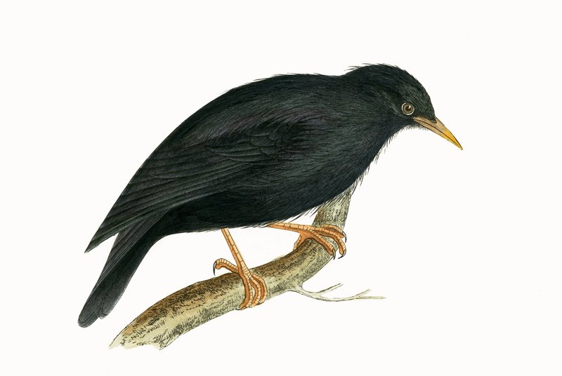 Étourneau sarde, illustration tirée de 