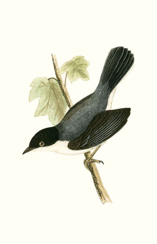 Fauvette sarde, illustration de 