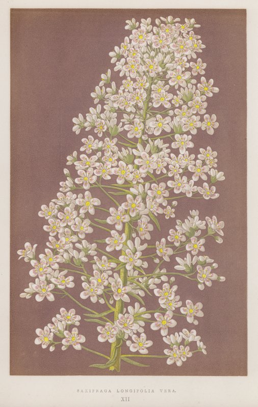 Saxifraga Longifolia Vera (lithographie en couleur) - English School