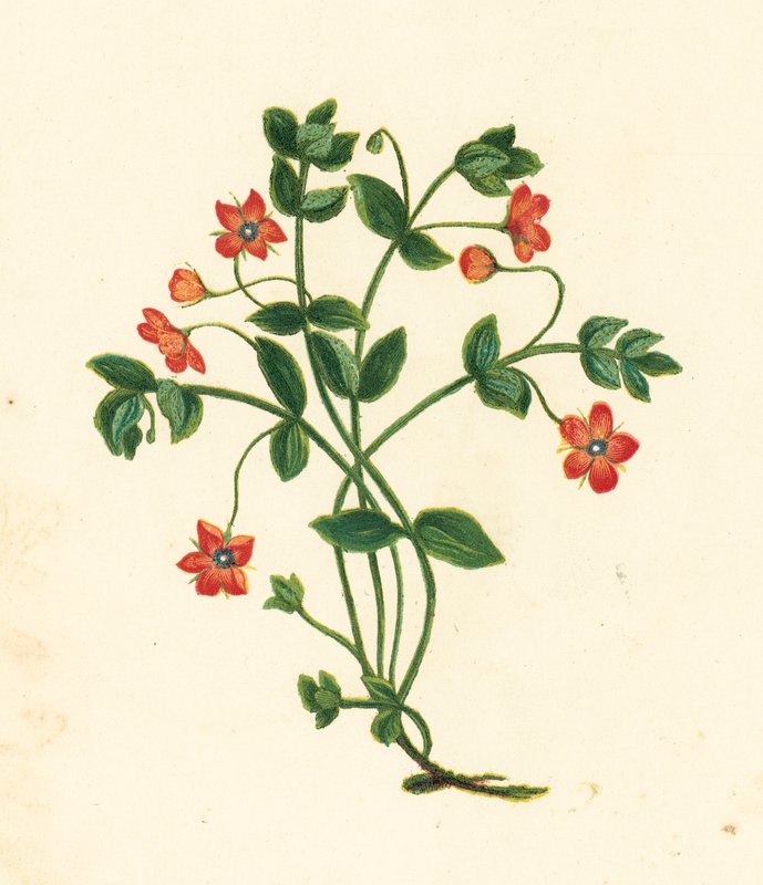 Mouron rouge, Anagallis Arvensis - English School