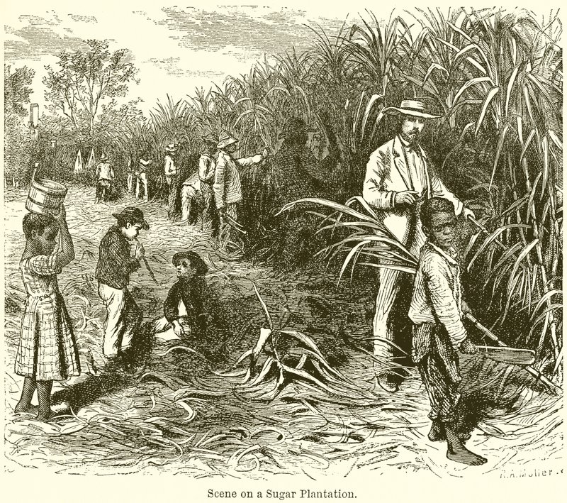 Scène sur une plantation de sucre - English School