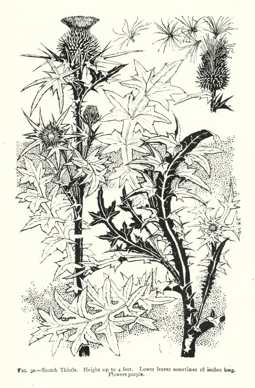 Chardon écossais ; Hauteur jusqu
