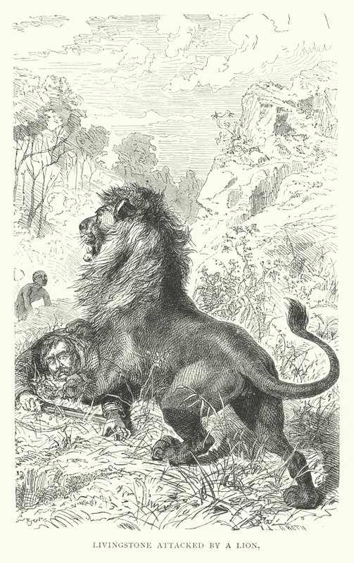 Le missionnaire écossais David Livingstone attaqué par un lion en Afrique - English School