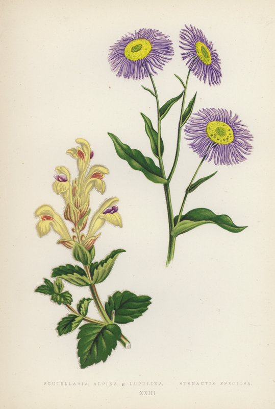 Scutellaria Alpina B Lupulina; Stenactis Speciosa - English School