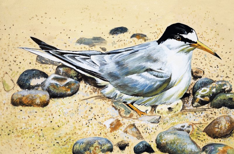Oiseau de mer (Huîtrier) - English School