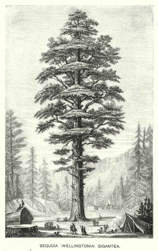 Sequoia (Wellingtonia) Gigantea (gravure) - English School
