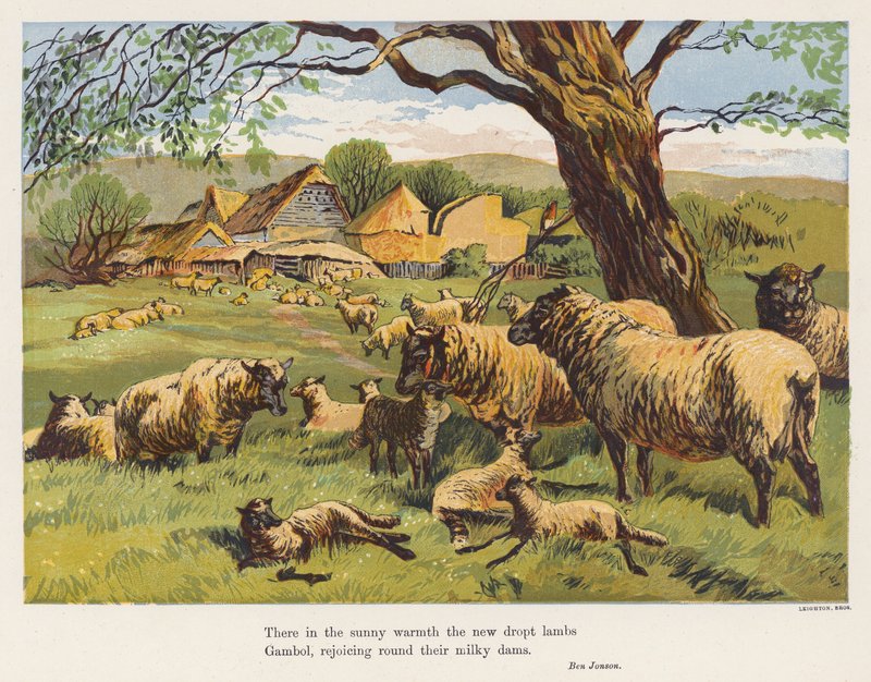 Moutons et agneaux - English School