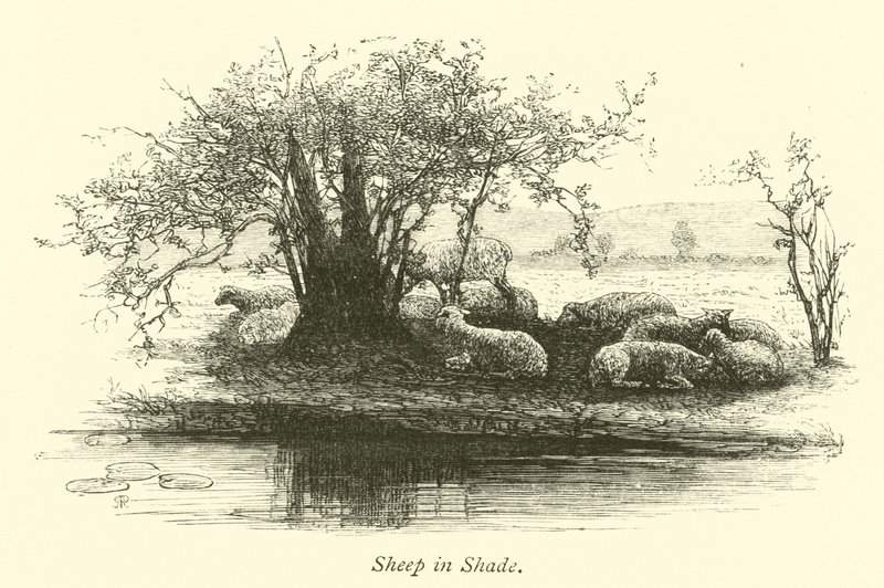 Moutons à l