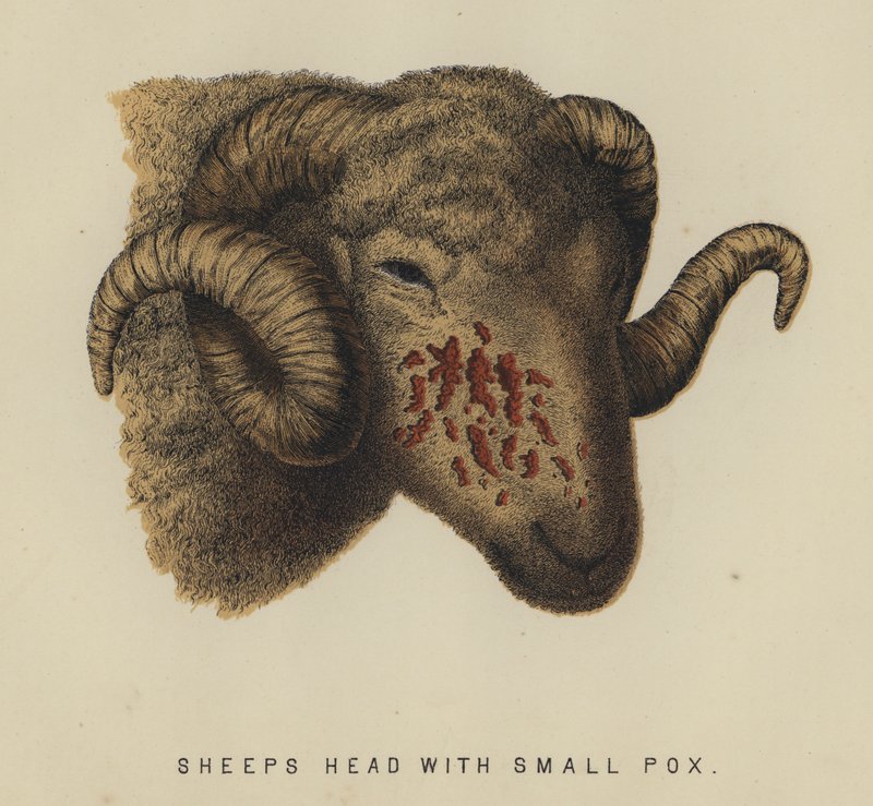 Tête de mouton avec variole - English School