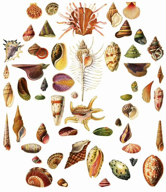 Coquillages - English School