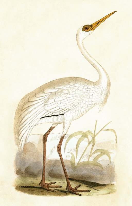 Grue de Sibérie, illustration tirée de 