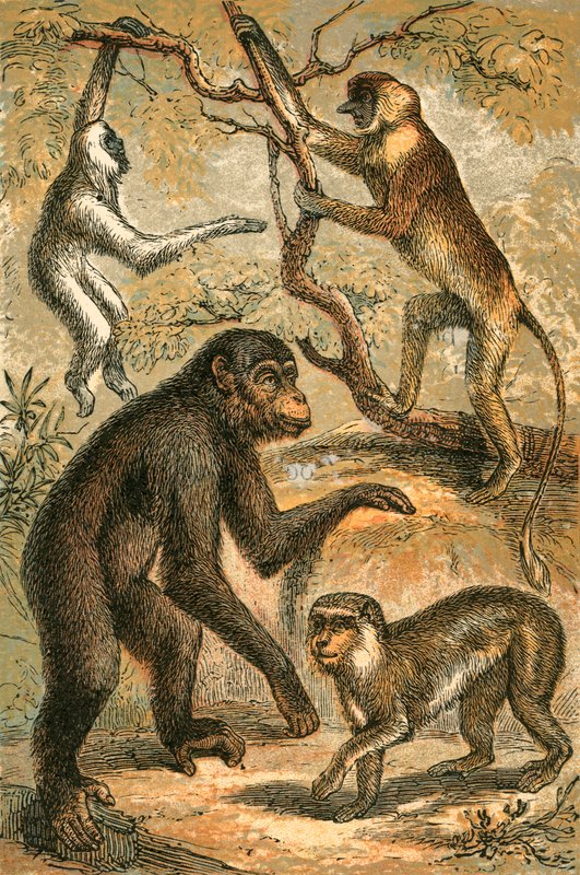 Gibbon argenté, singe nasique, chimpanzé et macaque berbère - English School