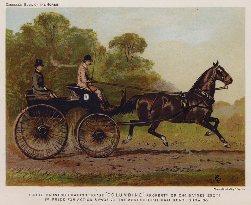 Cheval de Phaéton en Harnais Simple "Columbine," Propriété de Charles Baynes Esq - English School