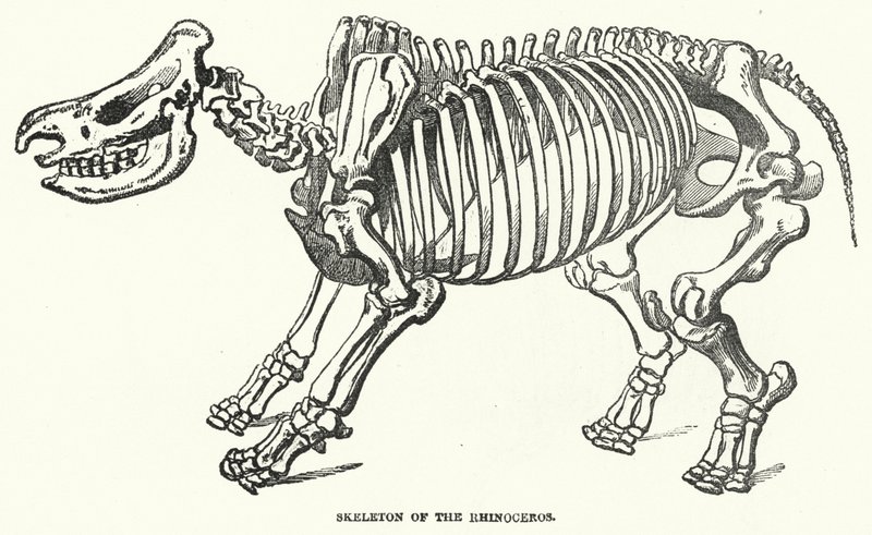 Squelette du rhinocéros (gravure) - English School