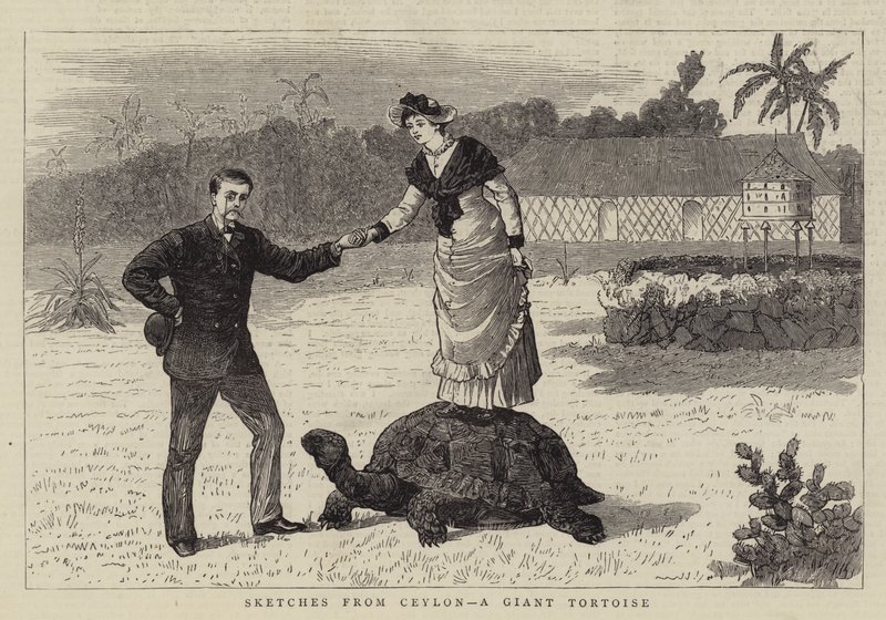 Croquis de Ceylan, une Tortue Géante - English School