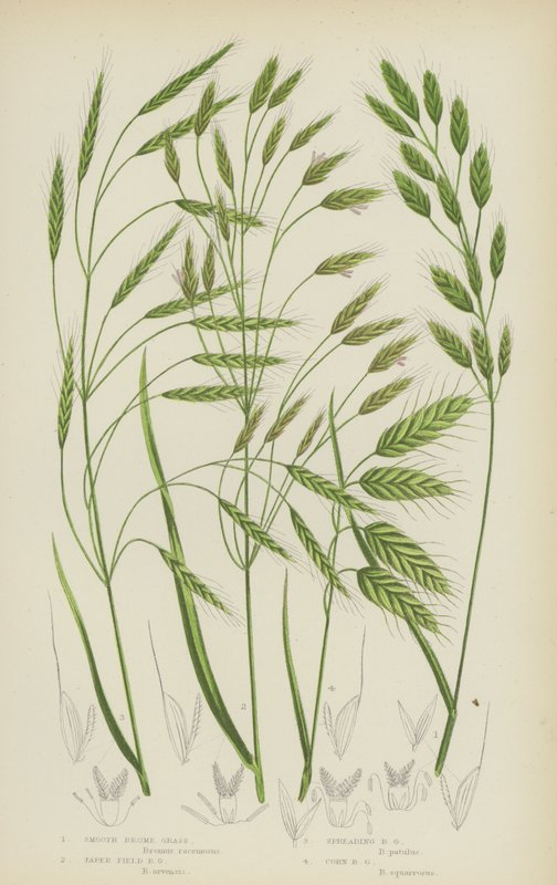 Brome lisse, Brome des champs effilé, Brome étalé, Brome des champs - English School