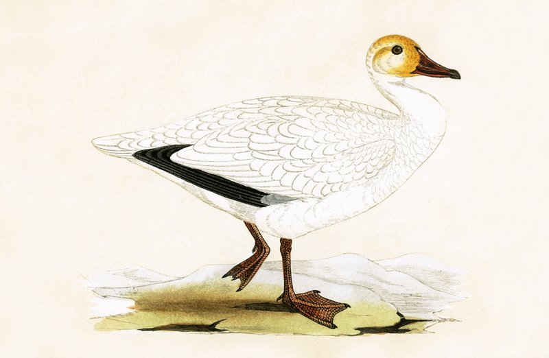 Oie des neiges, illustration de 