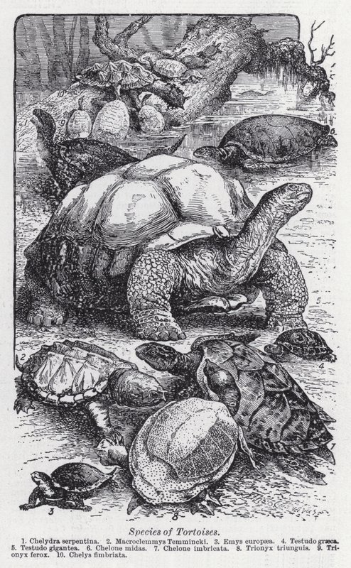 Espèces de tortues (lithographie) - English School