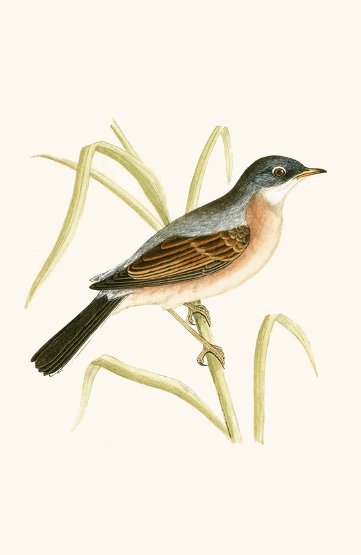 Fauvette à lunettes, illustration de 