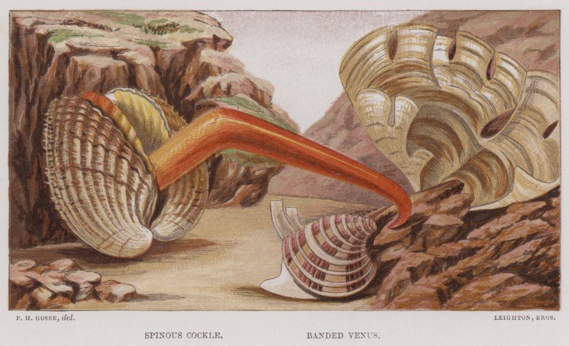 Coque épineuse, Vénus bandée - English School