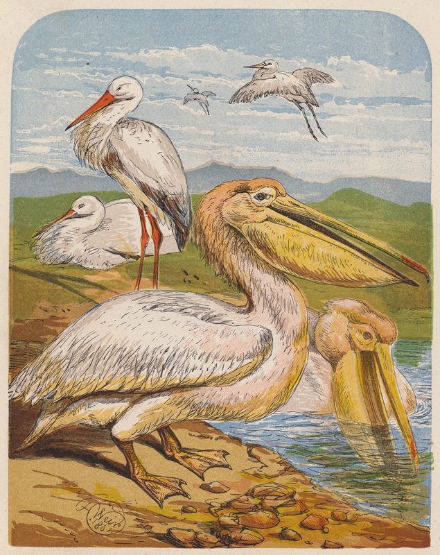 Cigognes et pélicans - English School