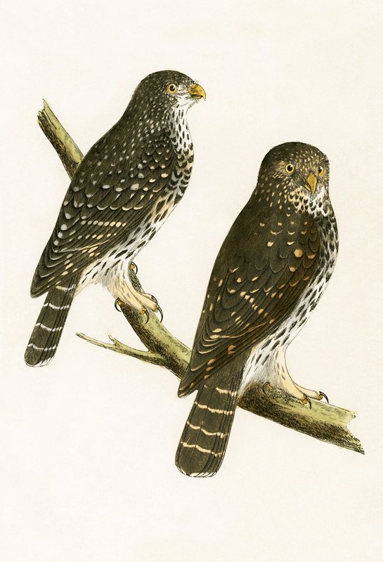 Strix Pusilla, illustration de 