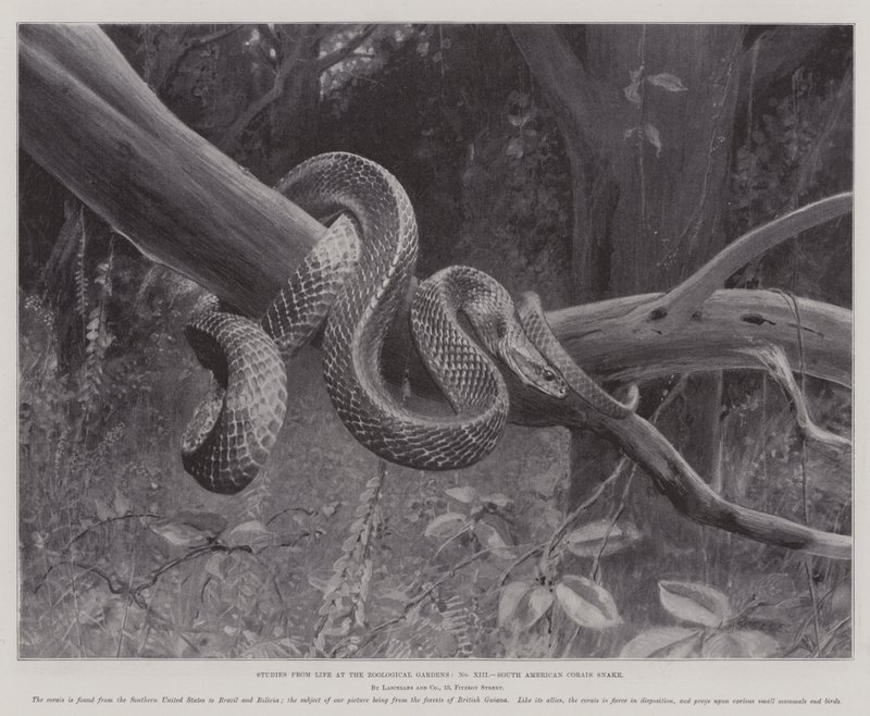 Études de la vie aux jardins zoologiques, serpent corail sud-américain - English School