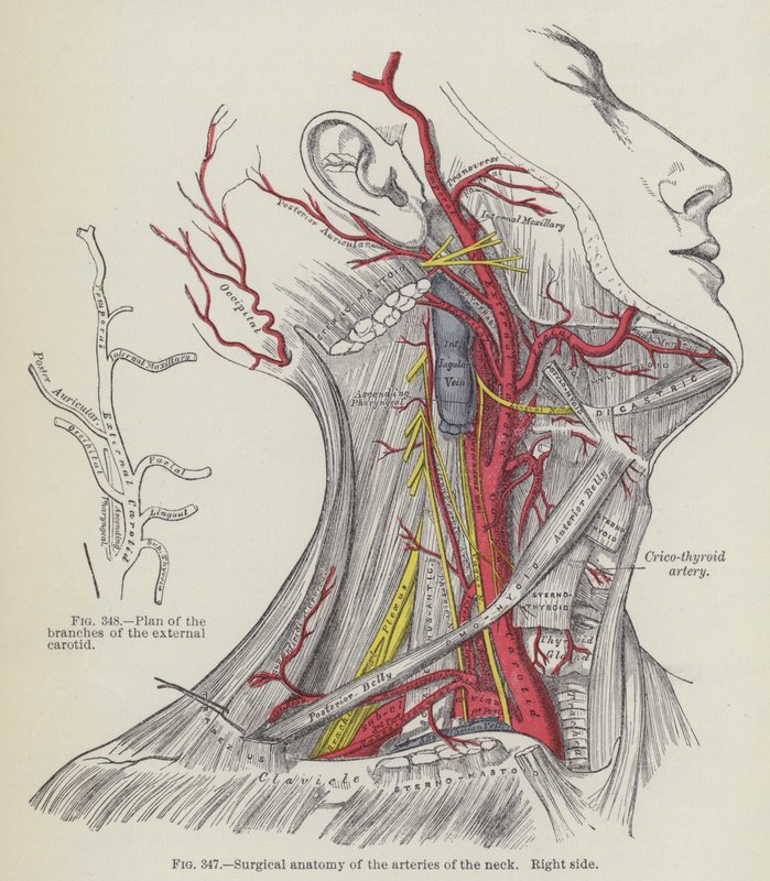 Anatomie chirurgicale des artères du cou, côté droit (gravure) - English School
