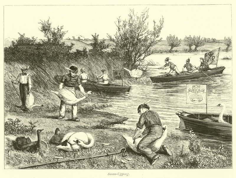 Swan-Upping - English School