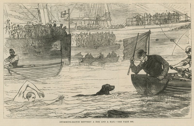 Course de natation entre un chien et un homme - English School
