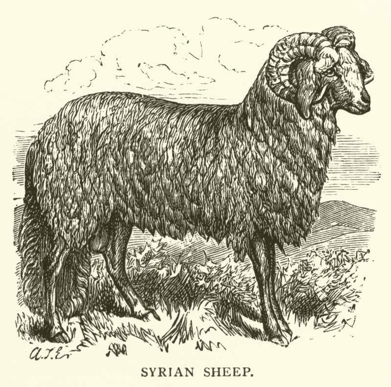 Moutons syriens - English School