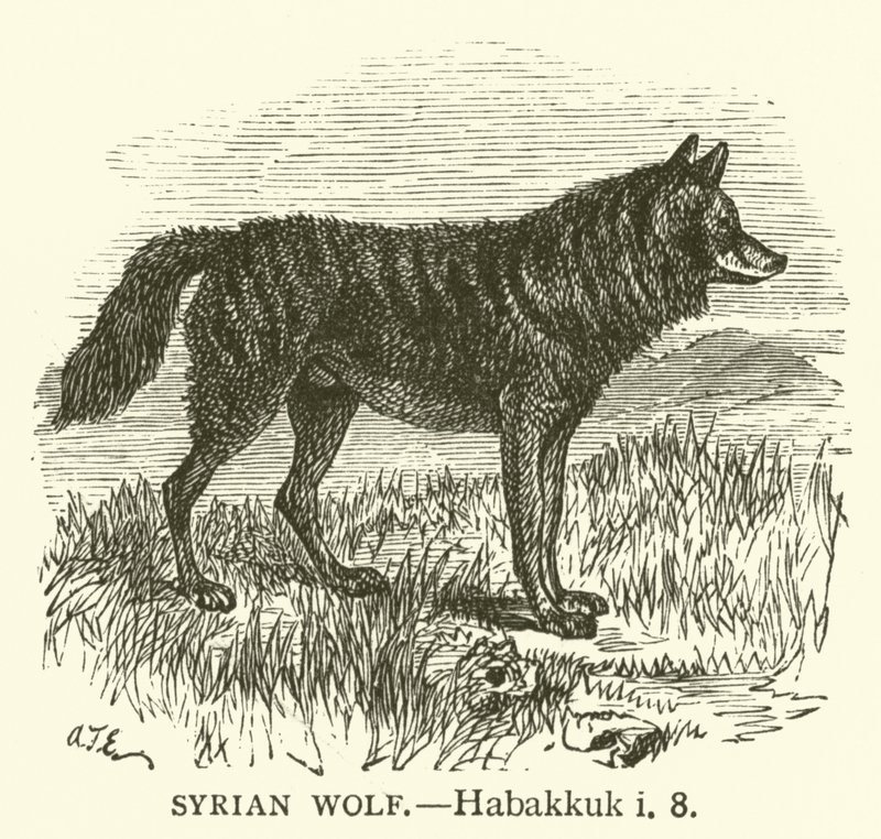 Loup Syrien, Habacuc, i, 8 - English School