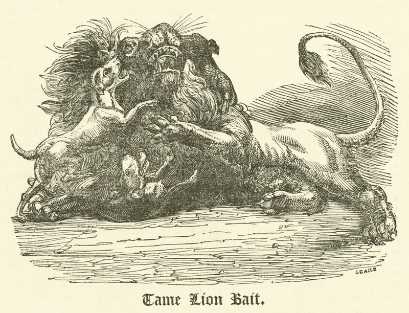 Appât de lion apprivoisé - English School