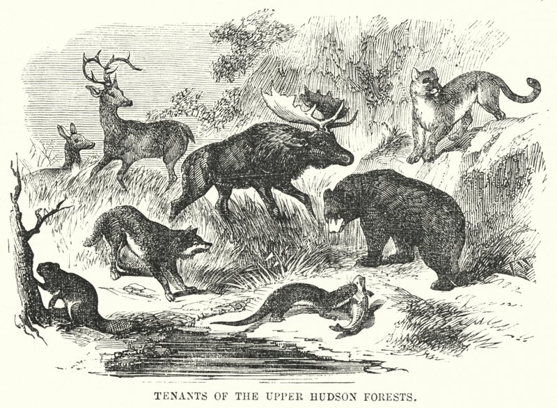 Locataires des forêts de la Haute-Hudson (gravure) - English School